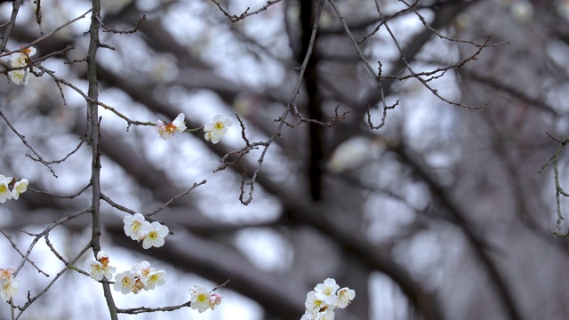 冬天，早春，梅花，开花，白梅