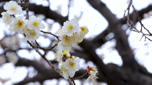 冬天，早春，梅花，开花，白梅