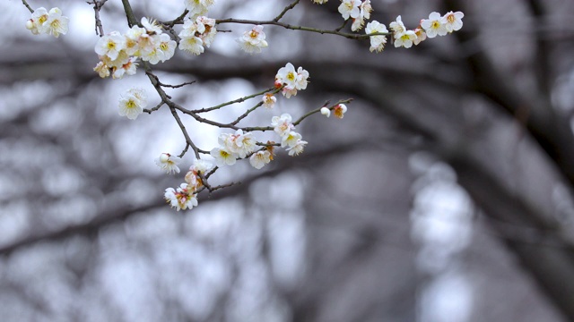 冬天，早春，梅花，开花，白梅