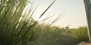 阳光穿过稻田里的稻秆，一狗过关斩将，带着自然乡村的概念