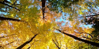 抬头看树皮，黄色的枫叶树与秋天的树叶颜色