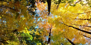 抬头看树皮，黄色的枫叶树与秋天的树叶颜色