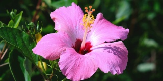 粉红色的芙蓉花在花园里