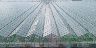 鸟瞰图在一个阳光明媚的春天温室。农业和园艺。在玻璃房子里种菜。植物护理。