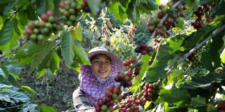 亚洲妇女在工厂里采摘咖啡
