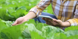 农民利用技术检测有机蔬菜的质量