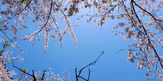 日本东京春天的樱花花瓣飘落，慢镜头