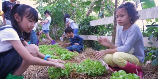 一群亚洲孩子喜欢在花园农场种植新鲜的有机生菜蔬菜，学习环境和教育理念