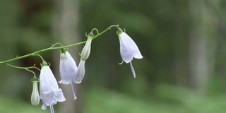 野花。风铃草