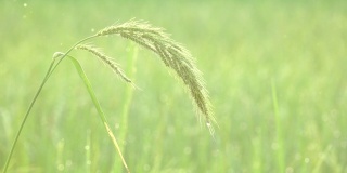 稻田里的草带着灰尘