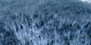 鸟瞰图在一个阳光明媚的日子里，在非常大雪中飞过冬天森林的树冠。美丽的自然景观