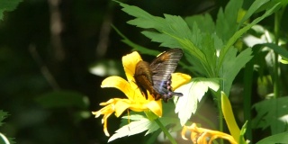 高山黑燕尾蝶-兴安自然保护区