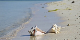热带海滩海螺贝壳，日出和海浪