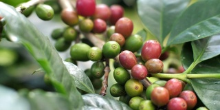 种植咖啡豆