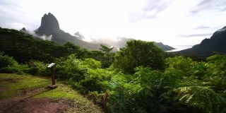 慢动作全景拍摄。Rotui山、Cooks湾和Opunohu湾热带绿色丛林森林。莫雷亚，塔希提岛，法属波利尼西亚。