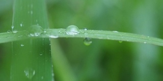 雨滴落在树叶上，慢镜头