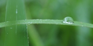 雨滴落在树叶上，慢镜头