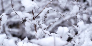 树过雪，枝上积雪