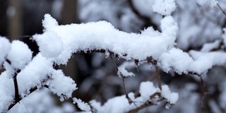 树过雪，枝上积雪