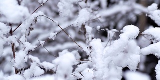 树过雪，枝上积雪