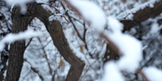 树过雪，枝上积雪