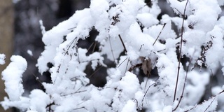 树过雪，枝上积雪