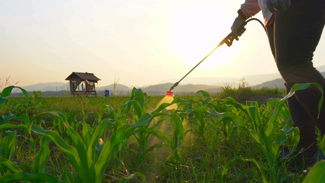 在泰国农田中，农民在傍晚喷洒农药防治玉米幼田秋粘虫。