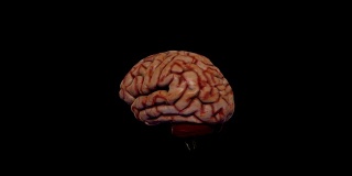 逼真的3d大脑模型。大脑在黑色背景下旋转。