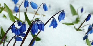 雪下的蓝色小花