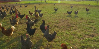 特写:在一个阳光明媚的日子里，棕色和黑色的散养母鸡在草地上漫步。