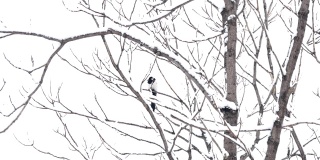 雪林里，喜鹊在树枝上