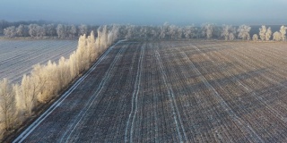 黎明时分，在雾蒙蒙的天气里，白雪覆盖了田野。