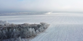 黎明时分，在雾蒙蒙的天气里，白雪覆盖了田野。