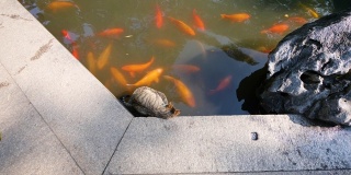 在豫园花园，一群大锦鲤在池塘里游来游去时，虎斑猫坐在湖岸边独自抓挠的高角度镜头，4k镜头，慢镜头。