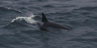 挪威海的野生虎鲸