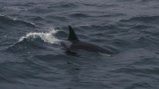 挪威海的野生虎鲸视频素材模板下载