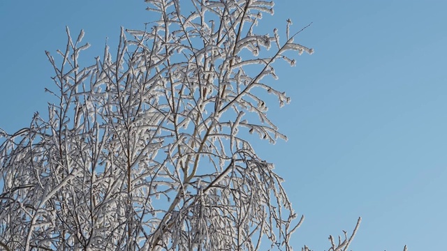 冰冻的树