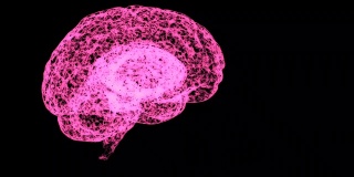 开放空间中粉红色人脑解剖模型的探讨。
