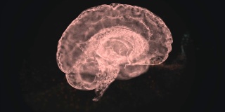 抽象的人类大脑漂浮在太空中，一些元素飞走的4k视频。
