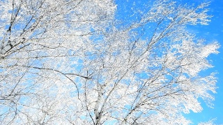 白雪从覆盖着白霜的桦树林中飘落。视频素材模板下载