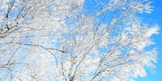 白雪从覆盖着白霜的桦树林中飘落。