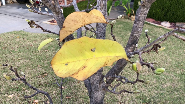 秋天，木兰树的最后几片叶子随风摇曳