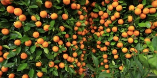 柑橘类水果是中国春节的装饰品