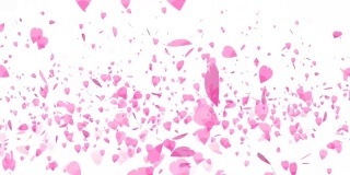 万朵粉红色的樱花叶子孤立地漂浮在空中背景