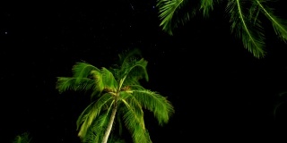 夜幕降临在椰子树上