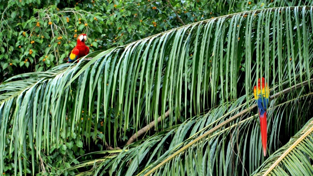 野生猩红色金刚鹦鹉，哥斯达黎加