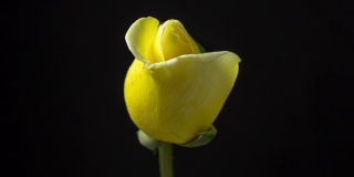 黄色玫瑰花在黑色背景前的拍摄，4k视频。