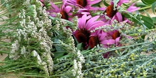 旋转各种新鲜药材。紫锥菊，艾草，蓍草和鼠尾草
