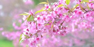 美丽的野生喜玛拉雅樱花树(樱)在泰国。