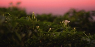 近距离的花在日落时聚焦背景和前景